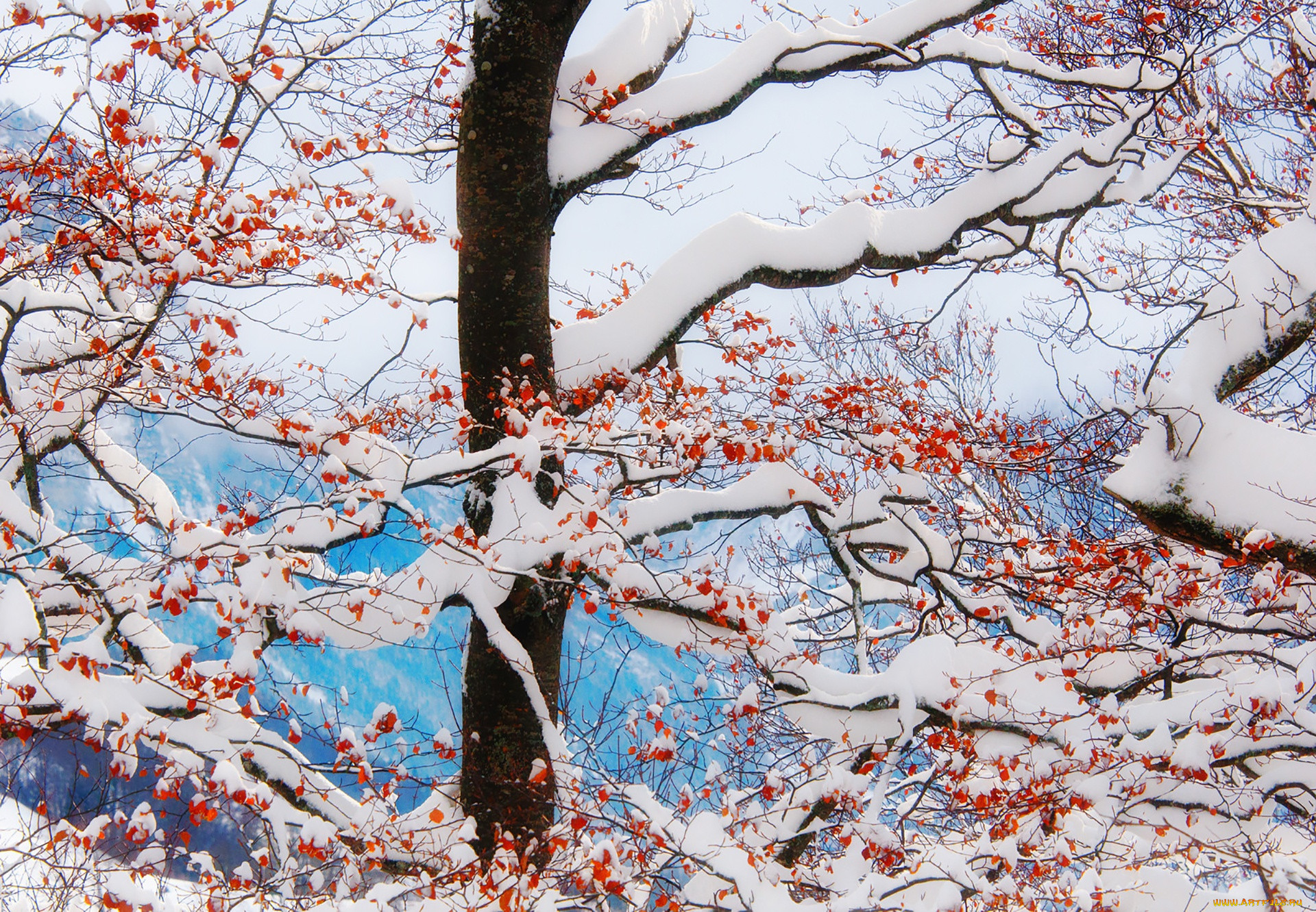 , , winter, branches, snow, freeze, mountains, clouds, leaves, tree, frost